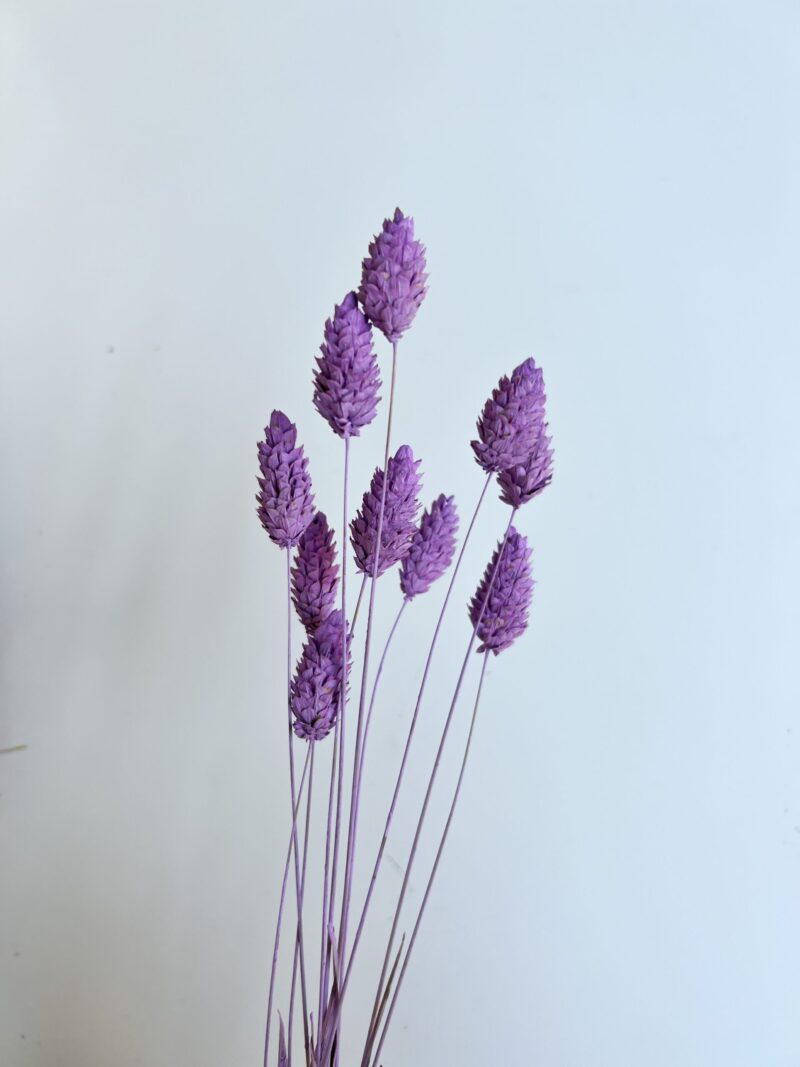 Gedroogde Phalaris Lila - Afbeelding 2
