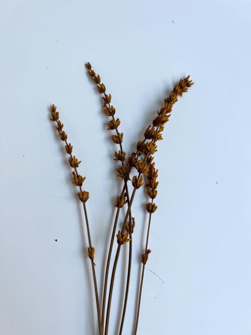 Gedroogde lavendel amber