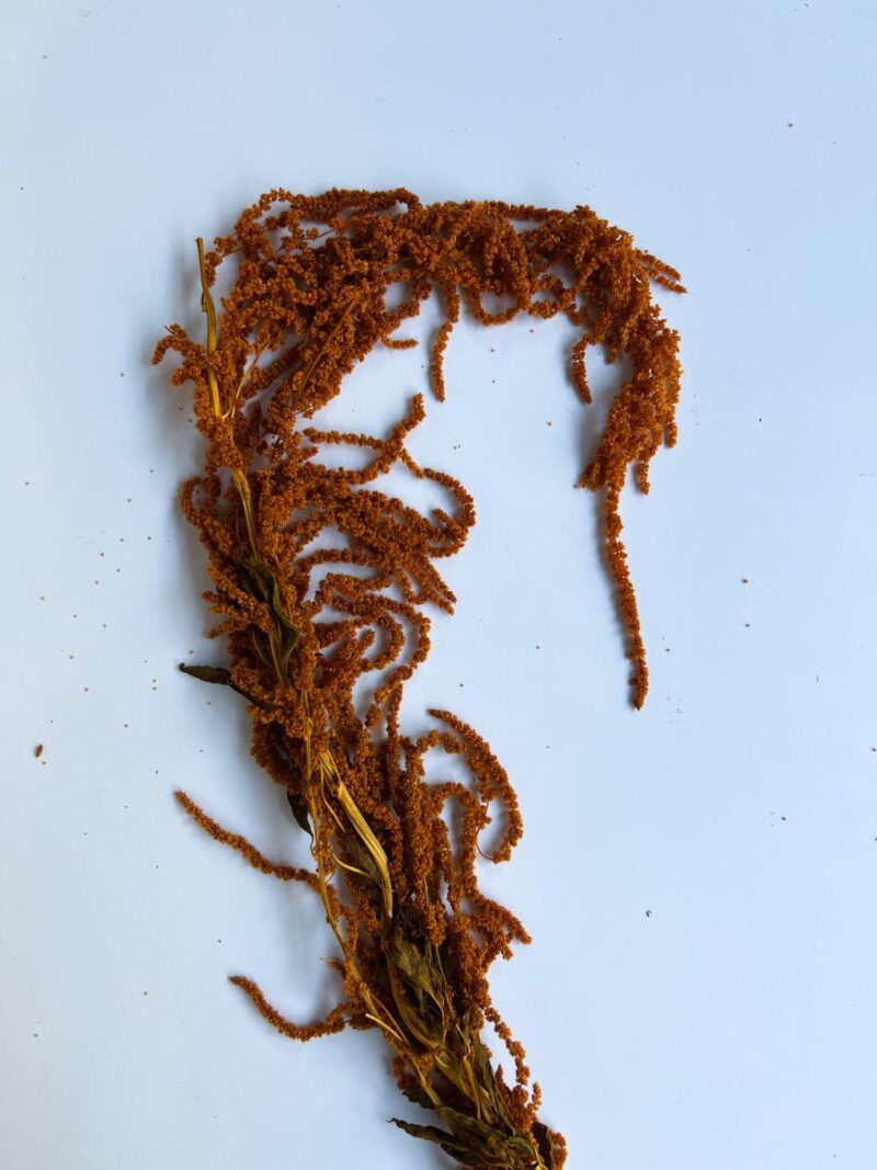 Gedroogde Amaranthus Caudatus gepreserveerd Amber