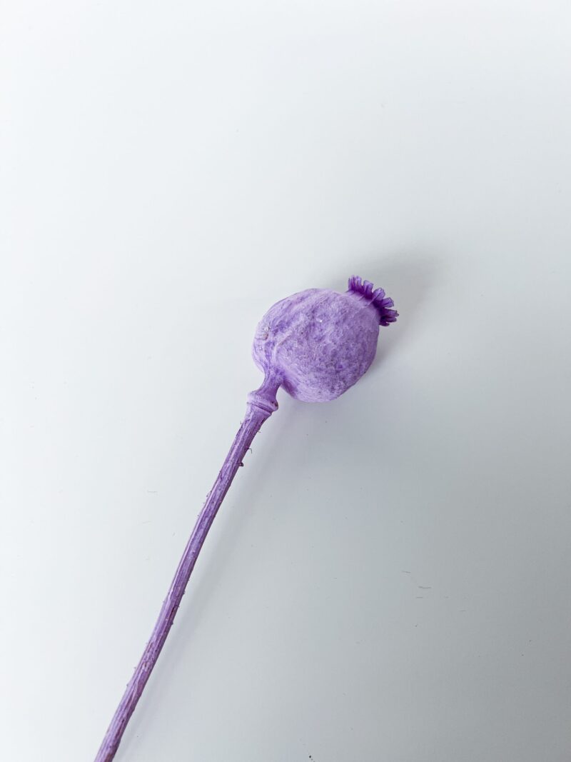 Gedroogde papaver lavendel