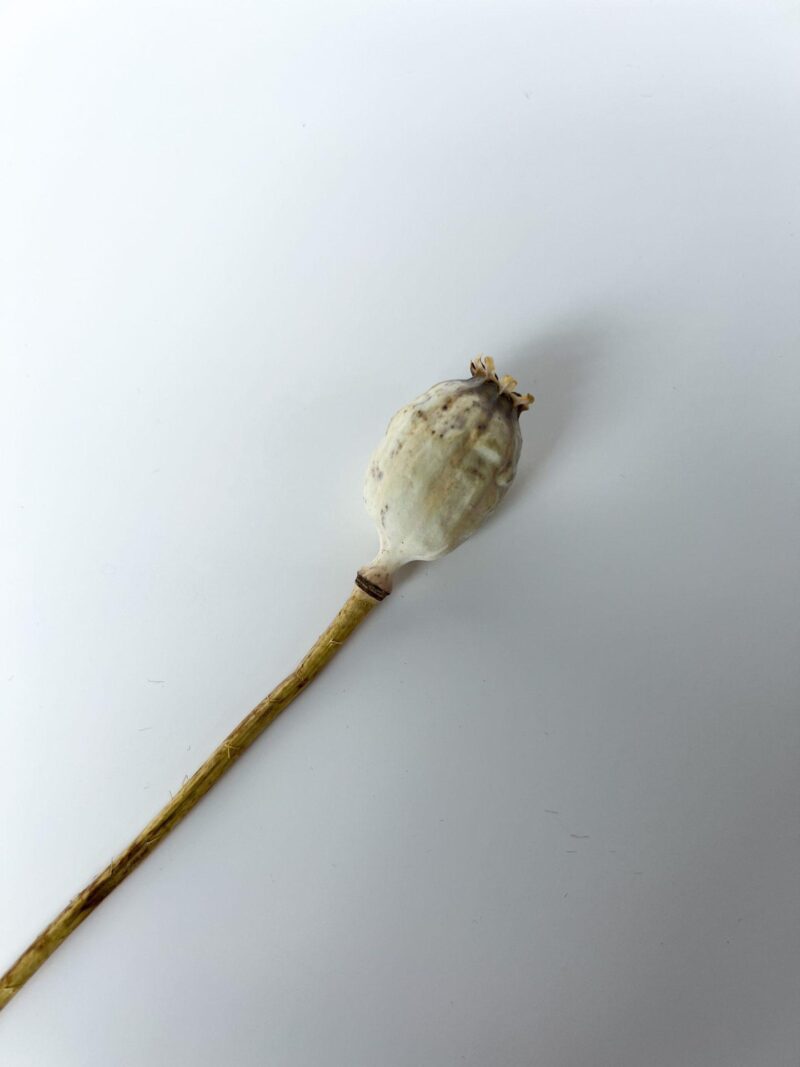 Gedroogde papaver naturel