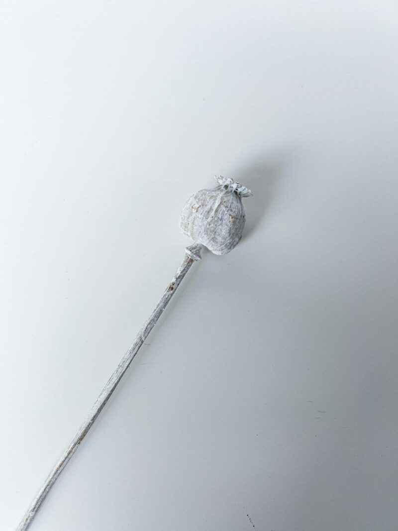Gedroogde papaver wit