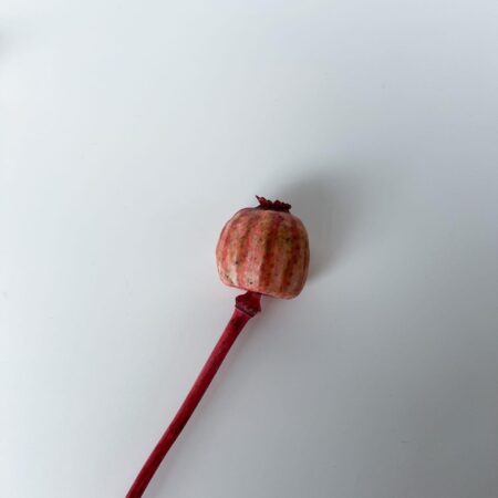 Papaver