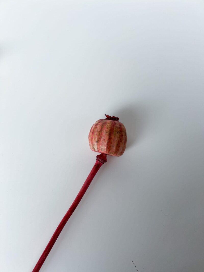 Gedroogde papaver rood