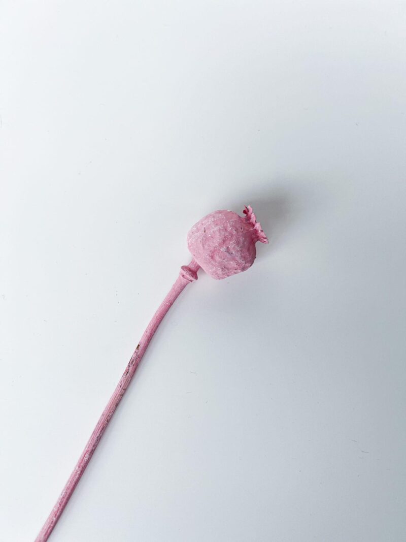 Gedroogde Papaver Roze