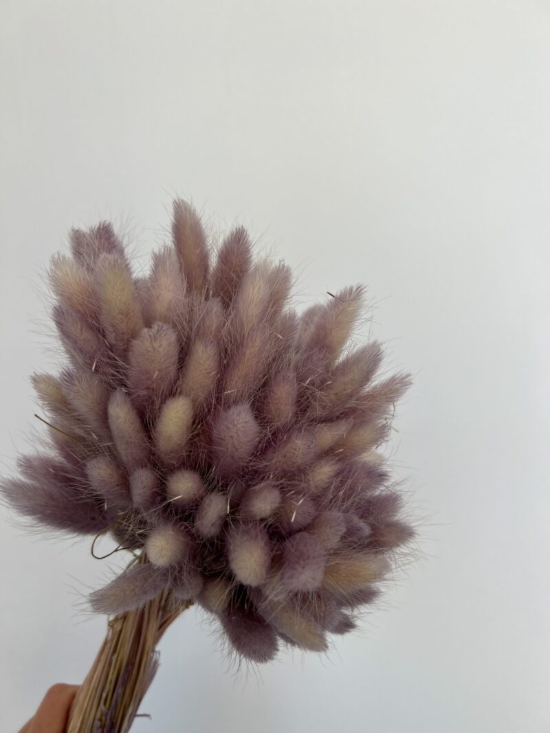 Gedroogde Lagurus Purple Grey - Afbeelding 2