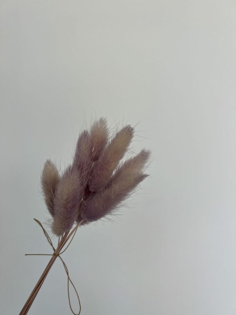 Gedroogde Lagurus Purple Grey