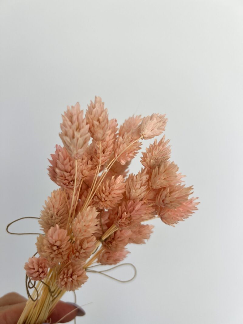 Gedroogde Phalaris mini licht roze - Afbeelding 2