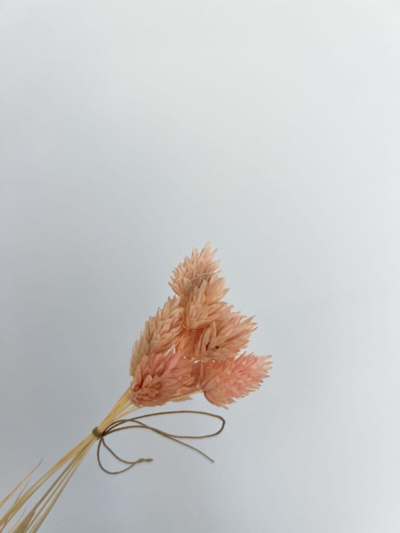 Gedroogde Phalaris mini licht roze