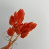 Gedroogde Phalaris mini oranje - Afbeelding 2