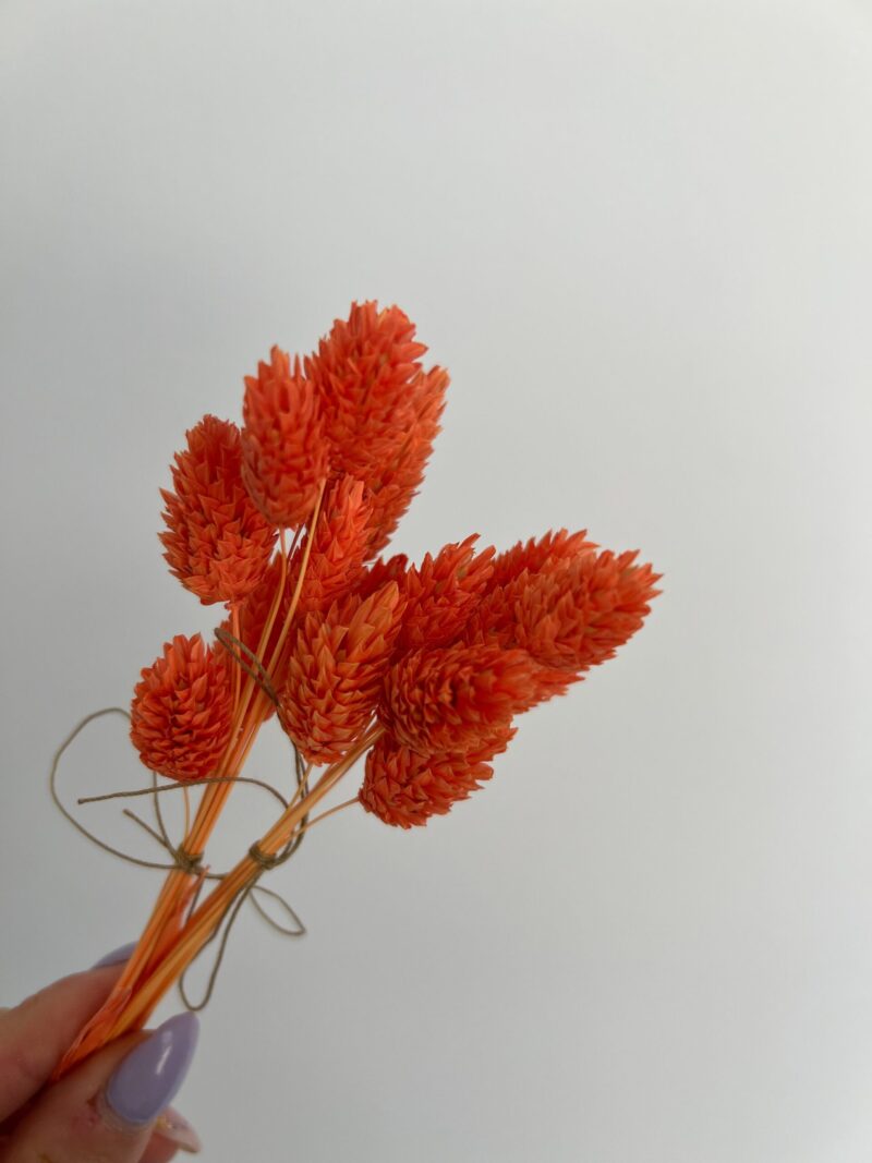 Gedroogde Phalaris mini oranje - Afbeelding 2