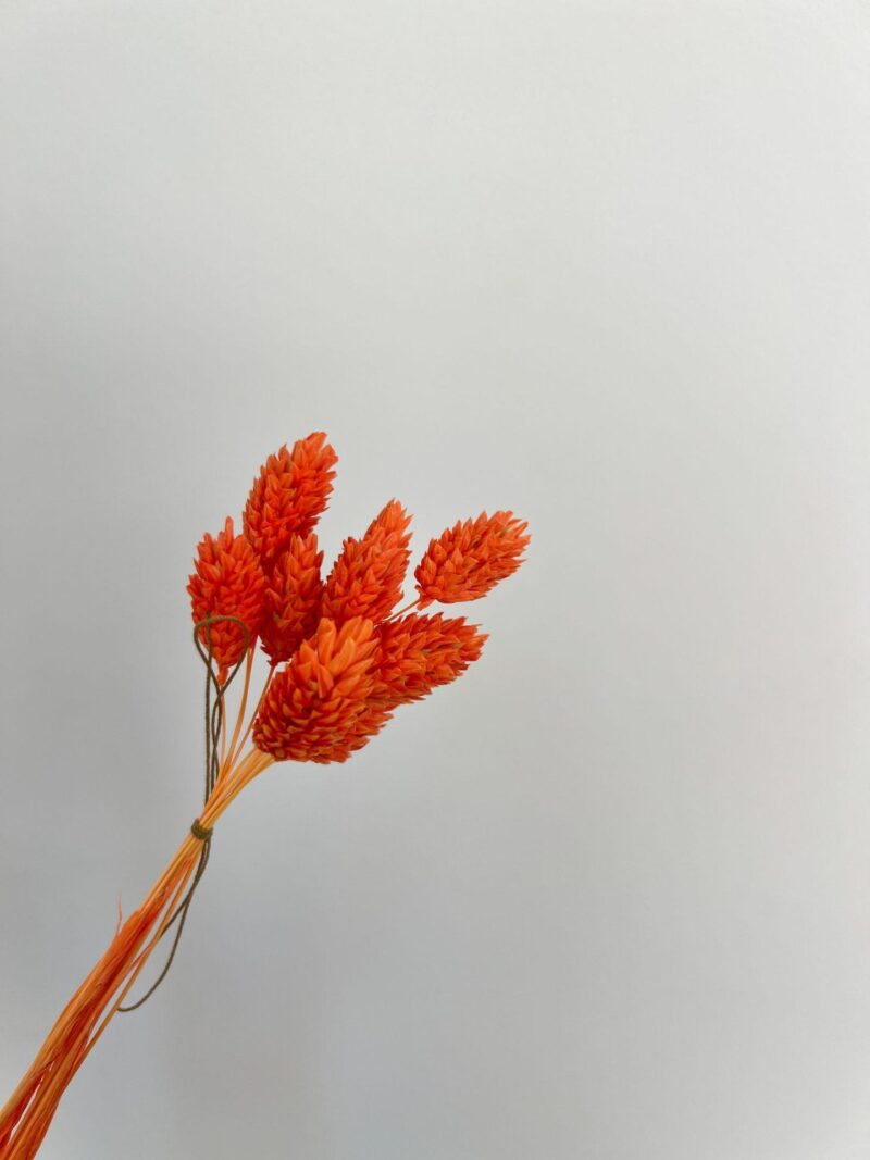 Gedroogde Phalaris mini oranje