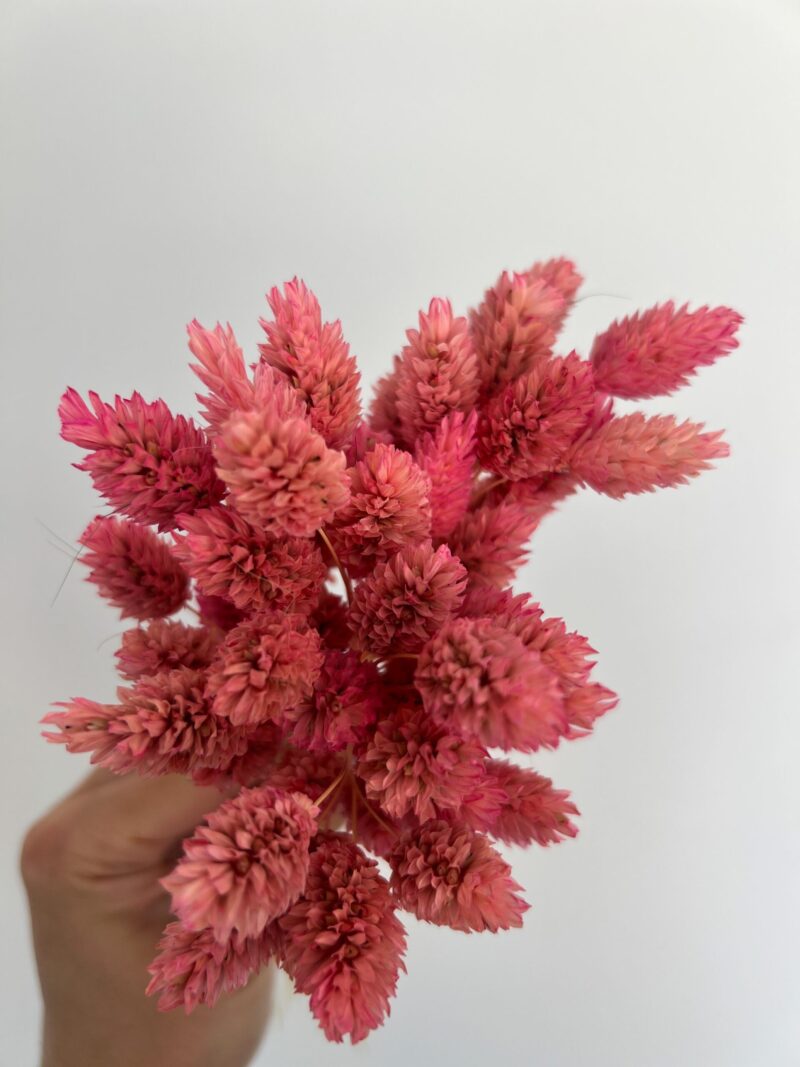 Gedroogde Phalaris Barbie Pink