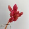 Gedroogde Phalaris Barbie Pink - Afbeelding 2