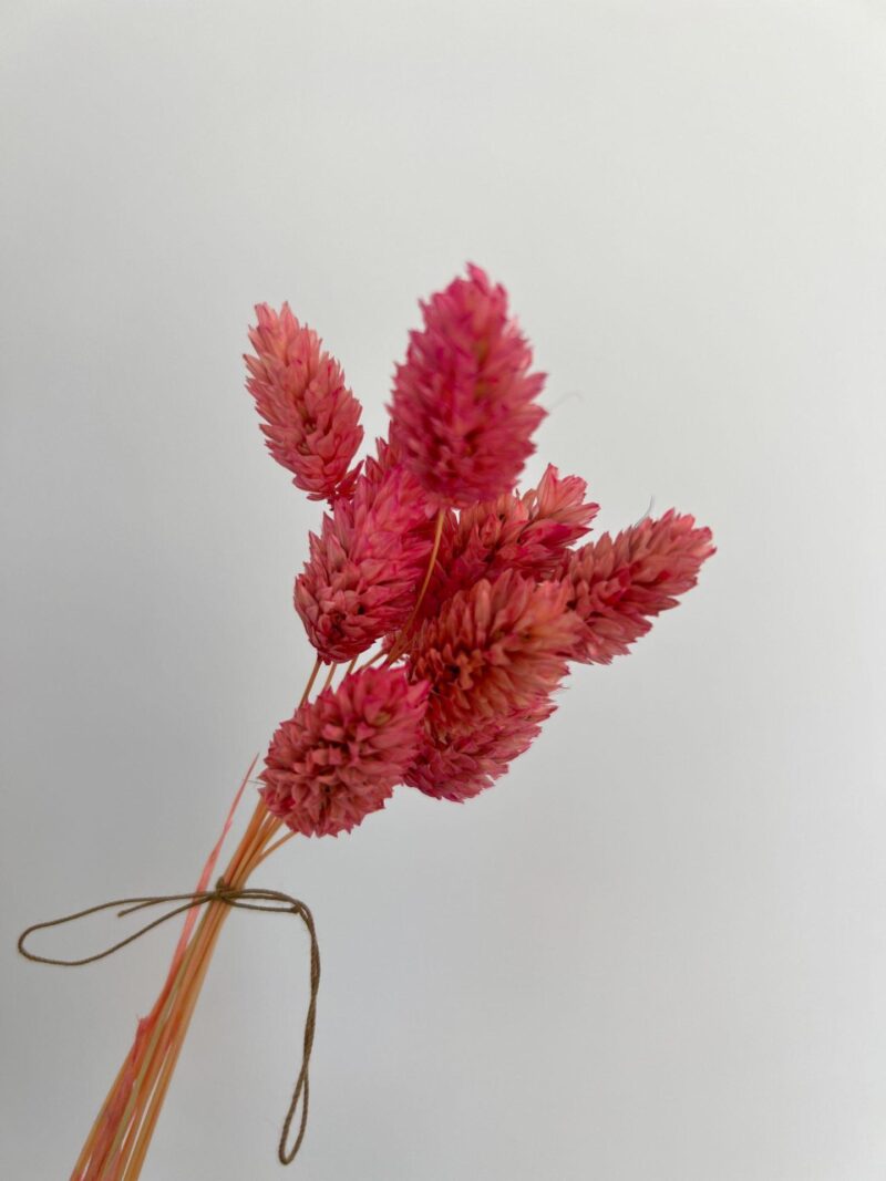 Gedroogde Phalaris Barbie Pink - Afbeelding 2