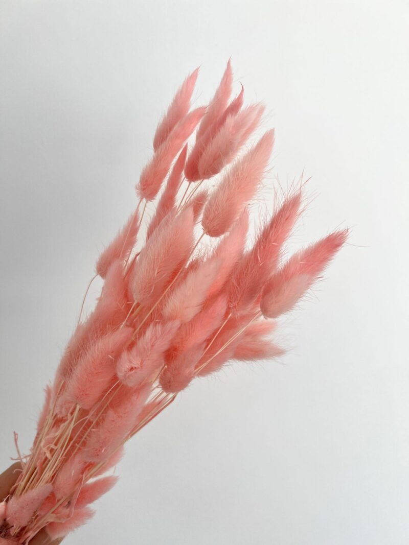 Gedroogde Lagurus Baby Pink - Afbeelding 3