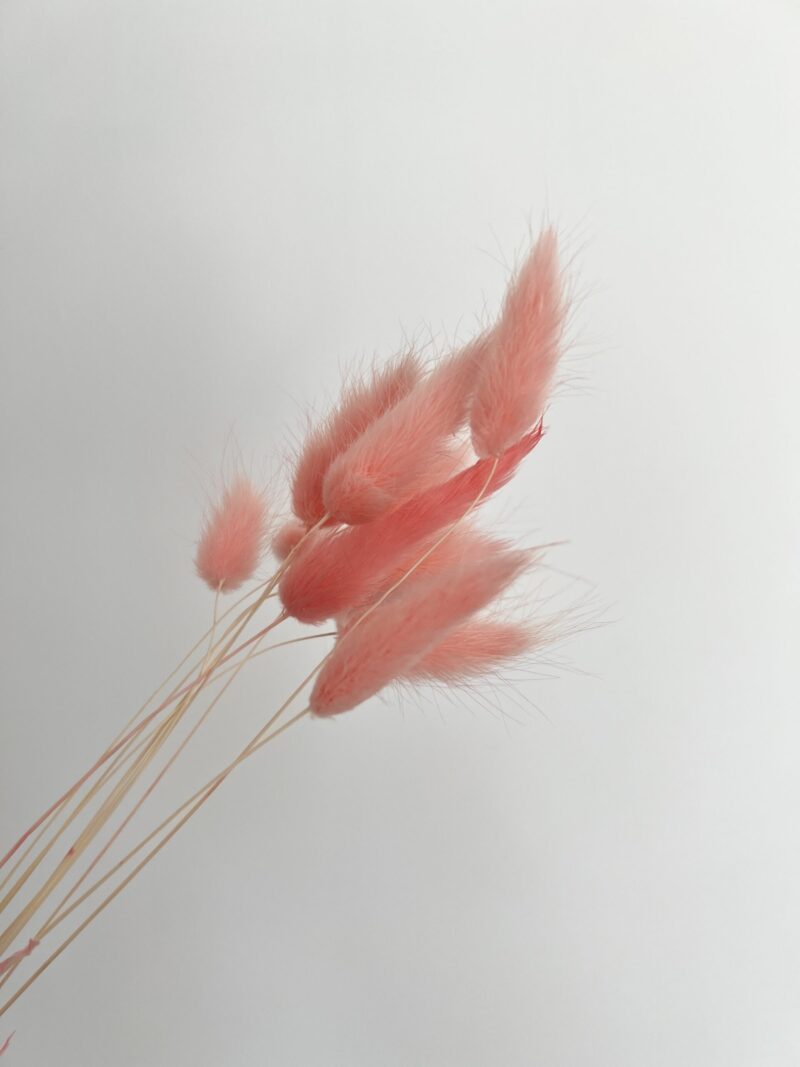 Gedroogde Lagurus Baby Pink - Afbeelding 2