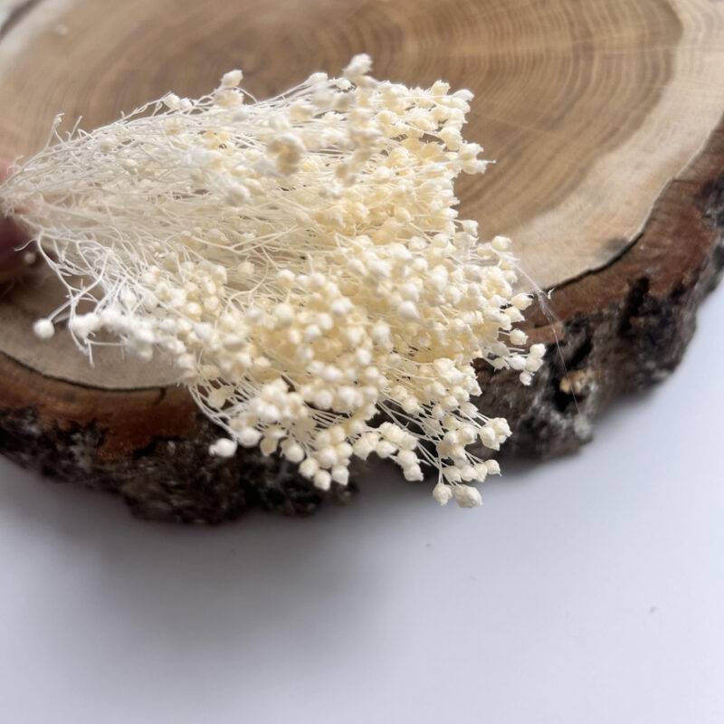 Broom bloom Ivory - Afbeelding 2
