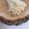 Broom bloom Ivory