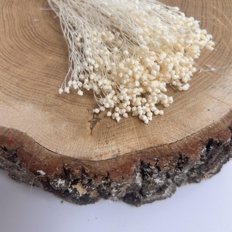 Broom bloom Ivory