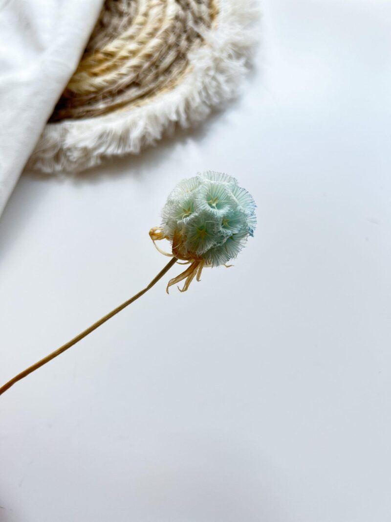 Scabiosa baby blue