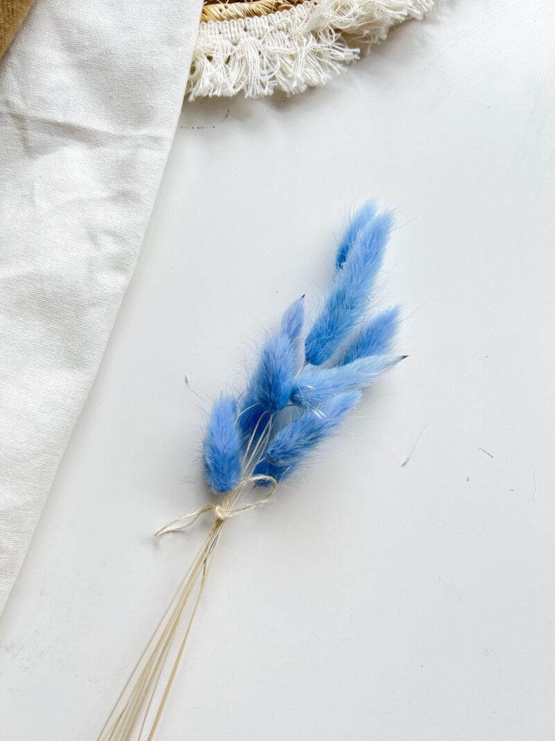 Gedroogde lagurus Dream Blue