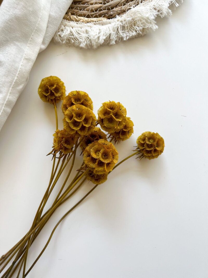 Scabiosa Mustard Yellow - Afbeelding 2