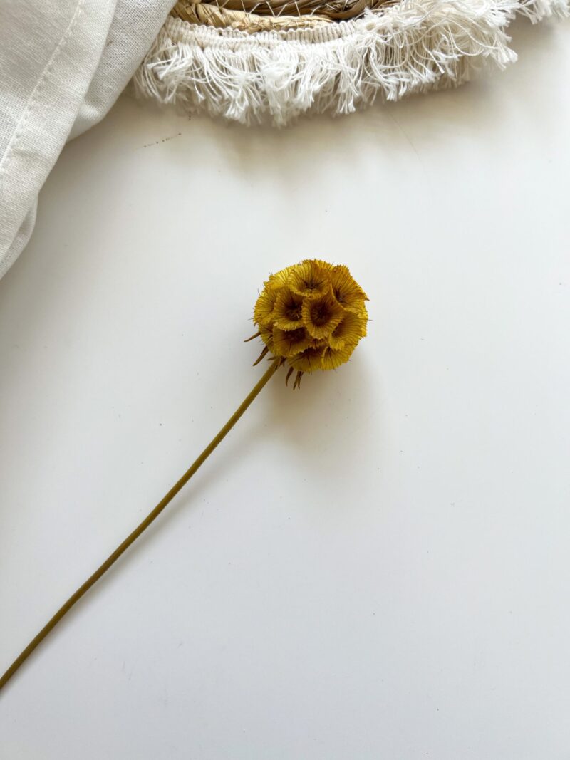 Scabiosa Mustard Yellow
