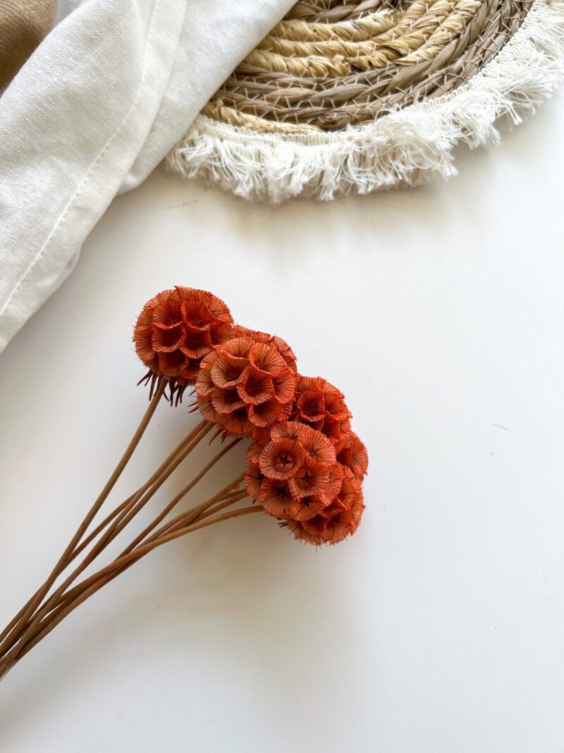 Scabiosa koper kleur - Afbeelding 2