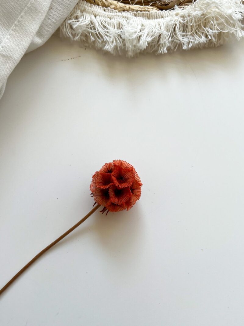 Scabiosa koper kleur