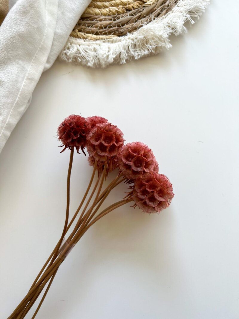 Scabiosa Warm Red - Afbeelding 2