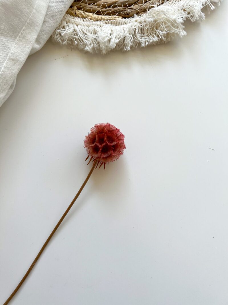 Scabiosa Warm Red