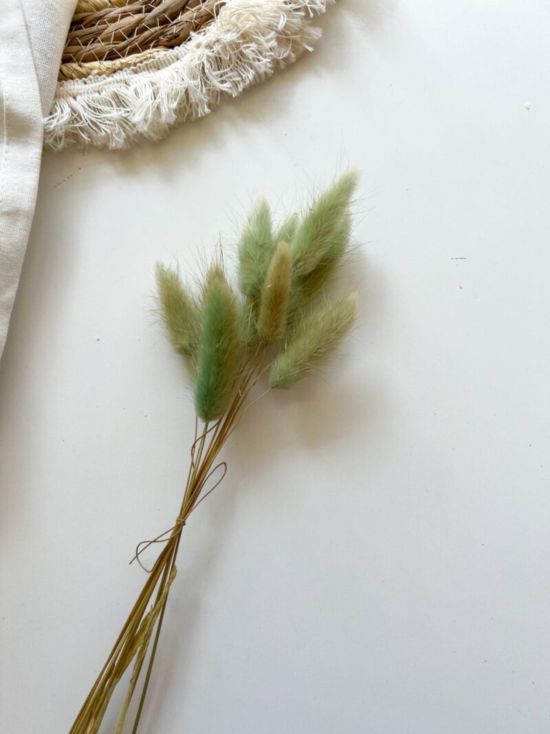 Gedroogde Lagurus Mint