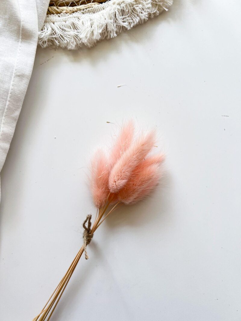 Gedroogde Lagurus Licht Roze
