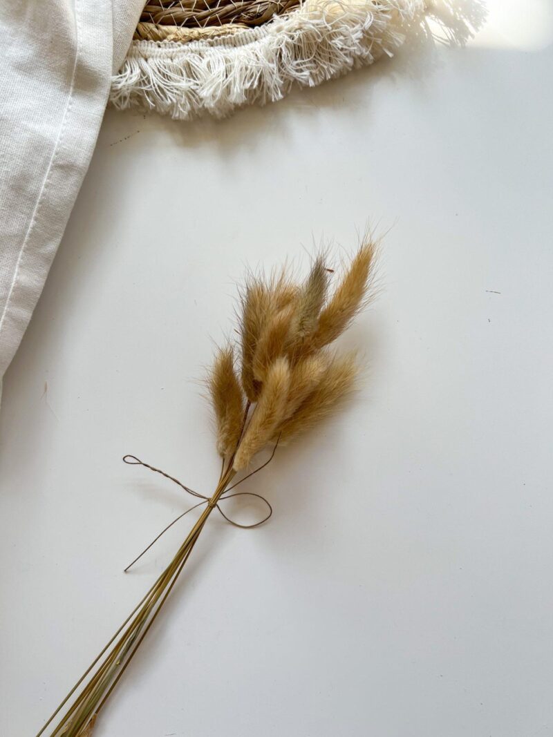 Gedroogde Lagurus naturel