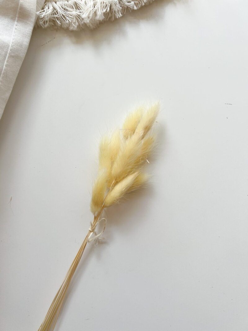 Gedroogde Lagurus Cream