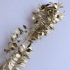 Gepreserveerde Ruscus Goud