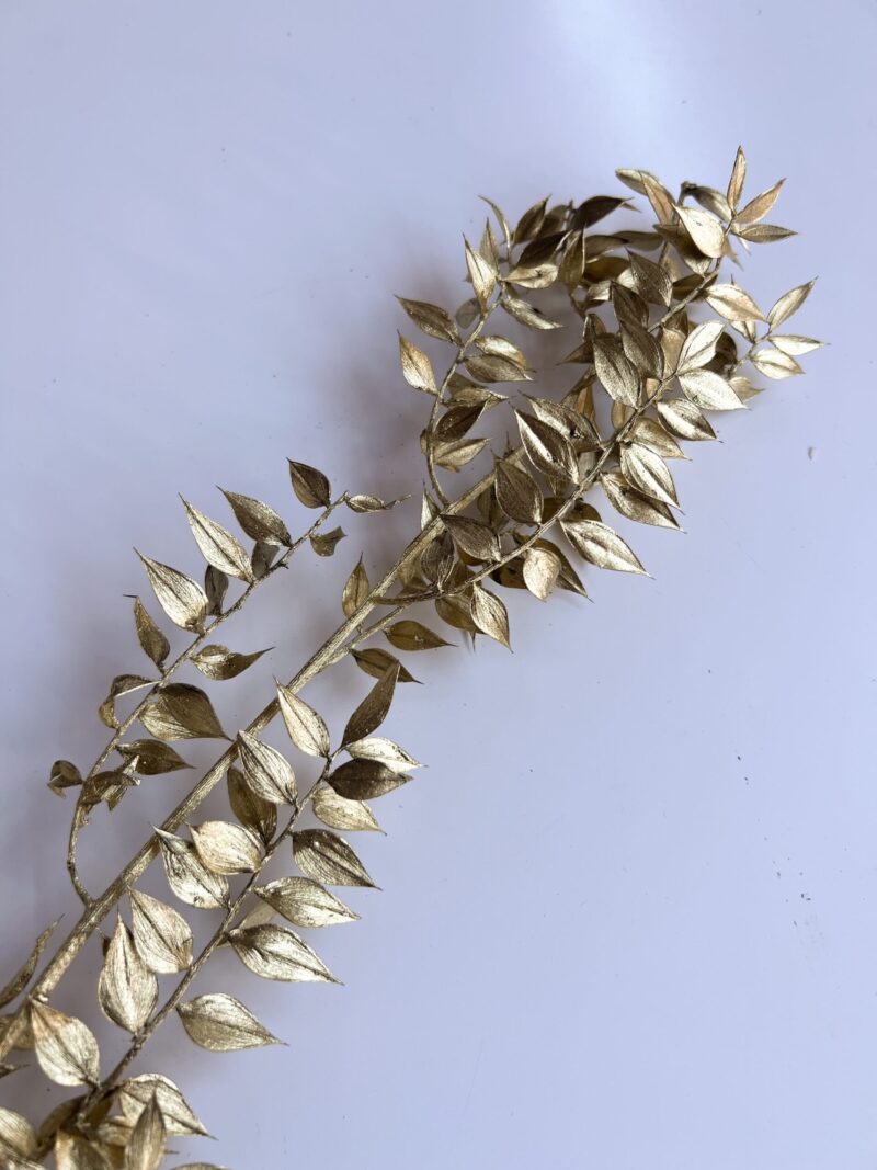 Gepreserveerde Ruscus Goud