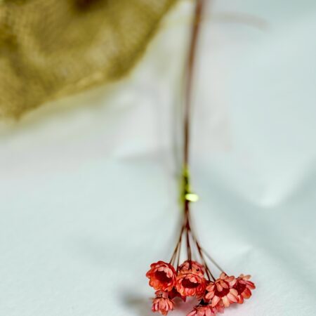 Gedroogde Glixia Terracotta