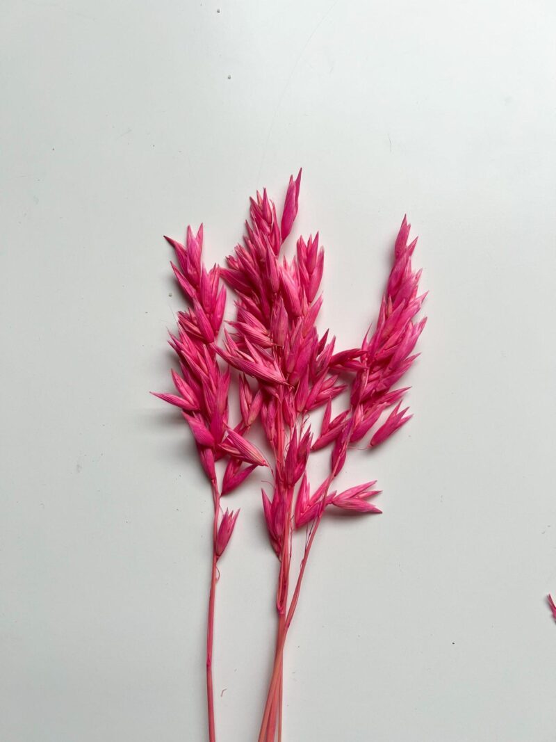 Gedroogde haver hot pink
