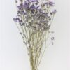 Limonium  paars naturel - Afbeelding 2