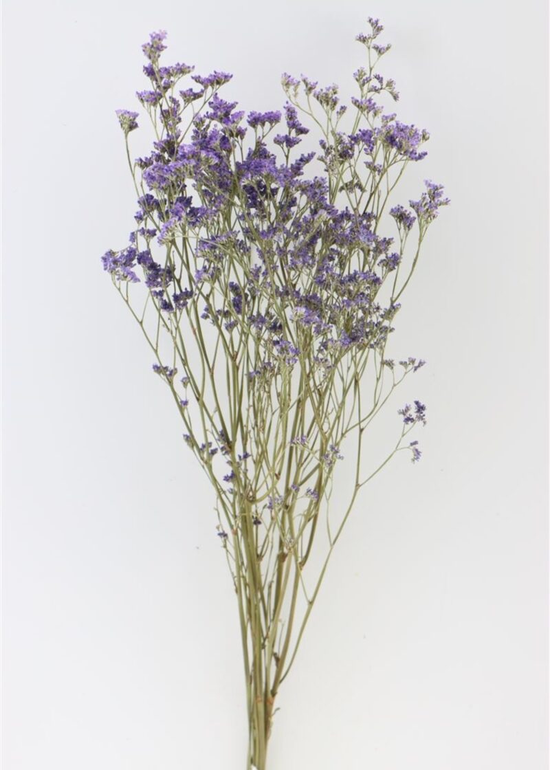 Limonium  paars naturel - Afbeelding 2
