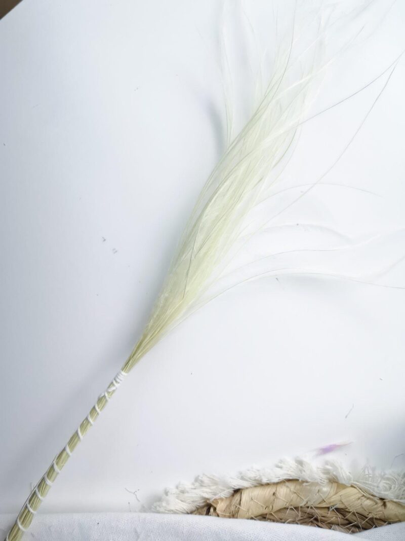 Stipa wit