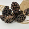 Lotus Natuurgoud - Afbeelding 3