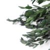 Eucalyptus Parvifolia Groen