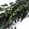 Eucalyptus Parvifolia Groen