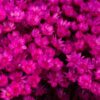 Gedroogde Glixia Fuchcia - Afbeelding 2