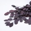 Eucalyptus Populus Bordeaux - Afbeelding 2