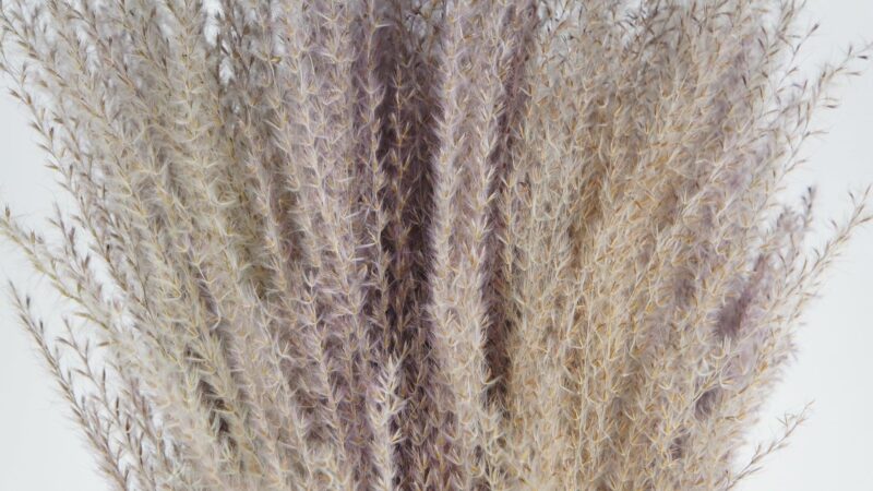 Miscanthus Naturel