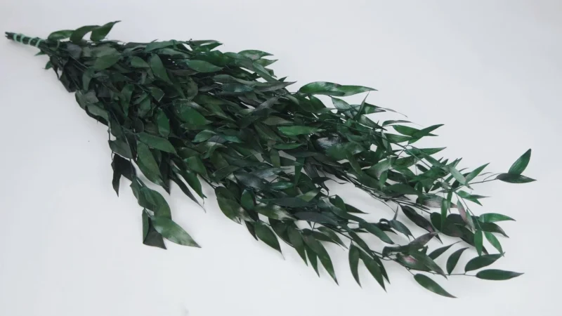 Preserved ruscus italian  - Groen - Afbeelding 2